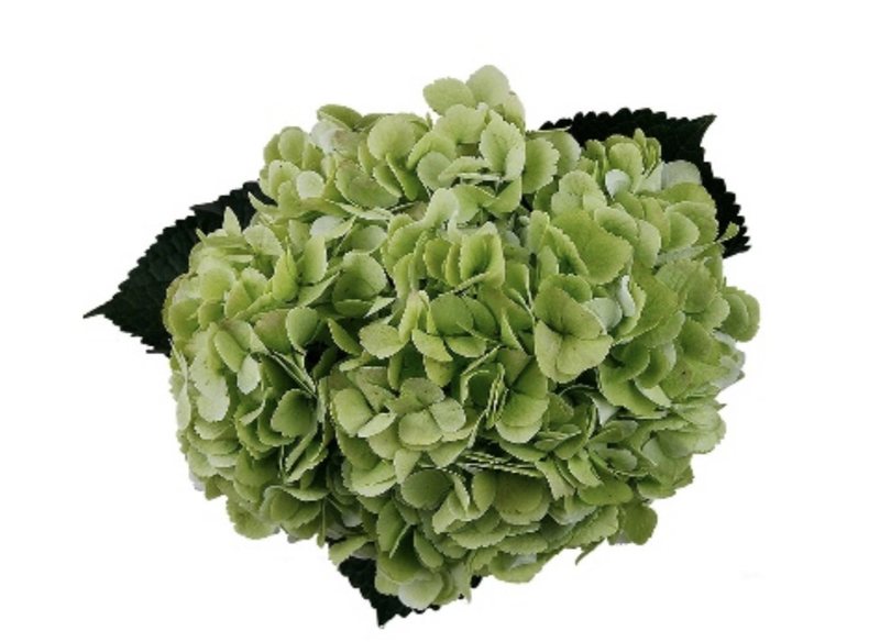 Lemon hydrangeas